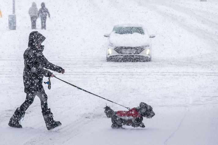 Ferfætlingur á ferð í snjónum í fylgd með eiganda sínum á tveimur jafnfljótum.