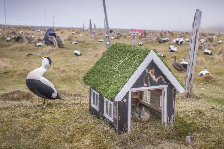 Blikinn sperrir sig montinn á meðan æðakollan situr spök inni í burstabæ við Sævarenda.