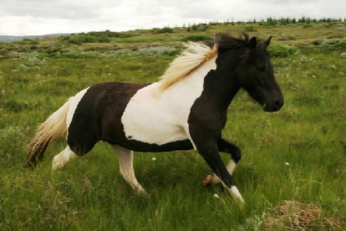 Hryssan Móeiður er týnd og eru þeir sem hafa orðið varir við ferðir hennar beðnir um að hafa samband við skrifstofu Bláskógarbyggðar.