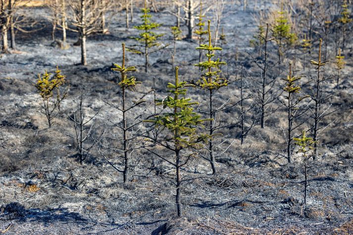 Gróðureldar léku Heiðmörk grátt í fyrra.