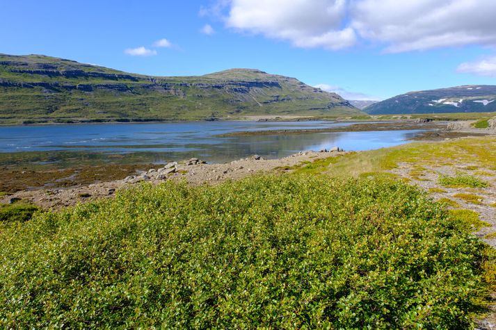 Vinnustaður mannanna er í Vatnsfirði í Vesturbyggð.
