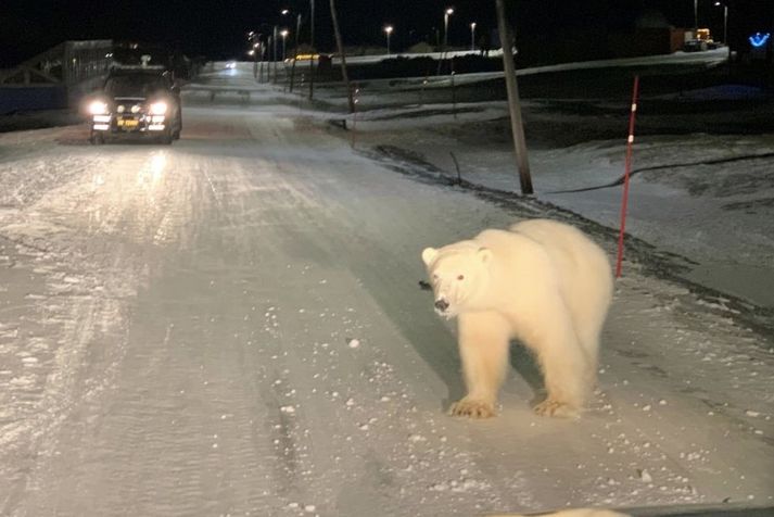 Hvítabjörninn á rölti um Longyearbyen.