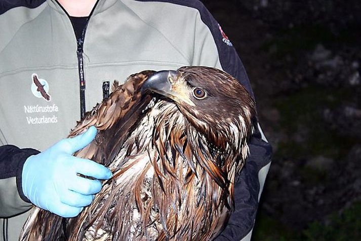 Ekki er þess langt að bíða að þessi örn breiði úr vængjum sínum aftur.
mynd/rannveig magnúsdóttir