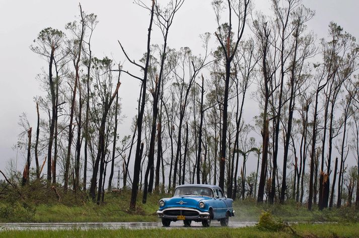 Þessi tré eru á Kúbu en alls munu trén hér á jörðu vera rúmlega þrjú þúsund milljarðar talsins.