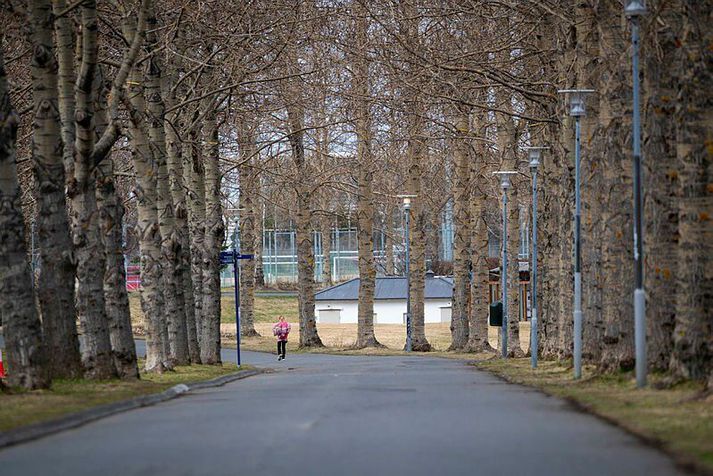 Minna er um tré í Reykjavík en í flestum öðrum borgum Evrópu.