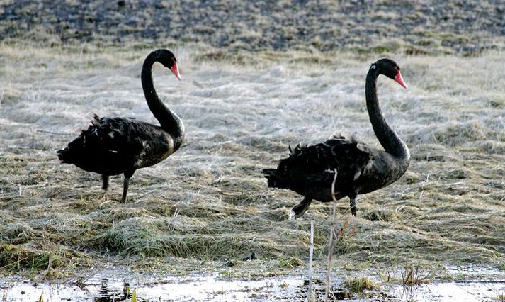 Svanaparið sem nú heldur sig í nágrenni Víkur í Mýrdal.