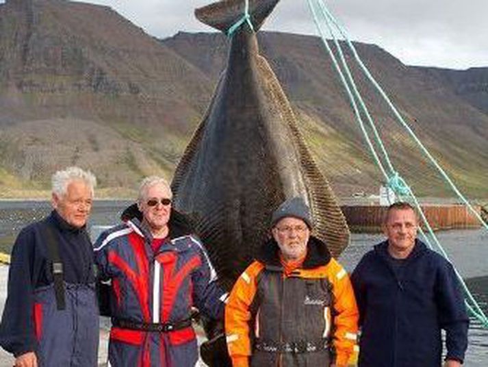 Þrátt fyrir að risalúður veiðist af og til við landið er ástand stofnsins bágborið.
