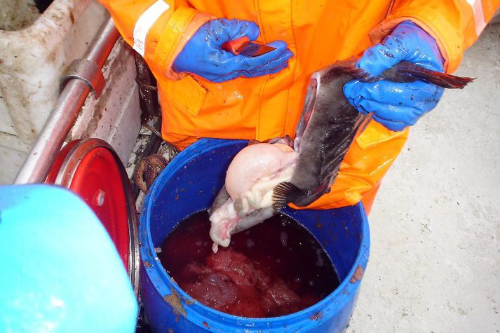 Stofnmæling botnfiska (vorrall) sem nú er nýlokið sýnir rúmlega 40 prósenta hækkun stofnvísitölu grásleppu frá því í fyrra.