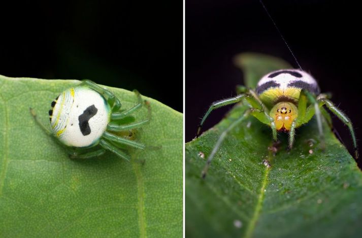 Hér má sjá köngulónna, Araneus mitificus.