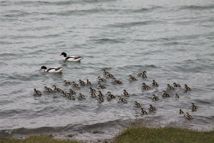 Hann var fagur ungahópurinn sem Guðbrandur rakst á.