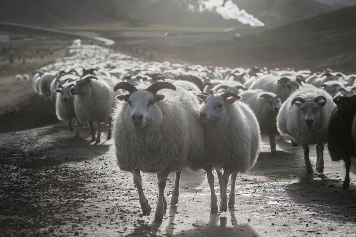 Allt fé á bænum Syðra-Skörðugili verður skorið niður vegna riðu.