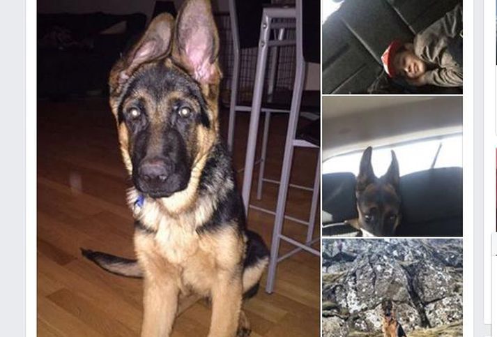 Elvis, ungur þýskur fjárhundur. Honum var lógað af ræktanda að eiganda forspurðum, að því er eigandinn segir. Mikið uppnám ríkir nú meðal hundaeigenda.