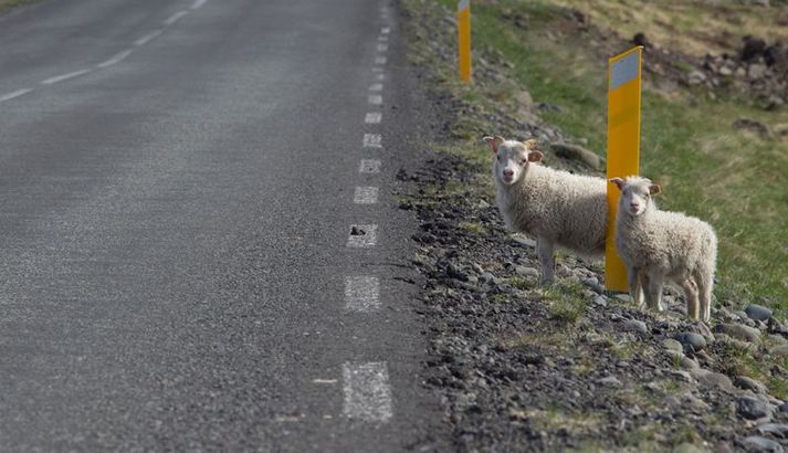 Algengt er að ærnar hafi tal, en beri þá dauðum eða mjög veikburða lömbum.