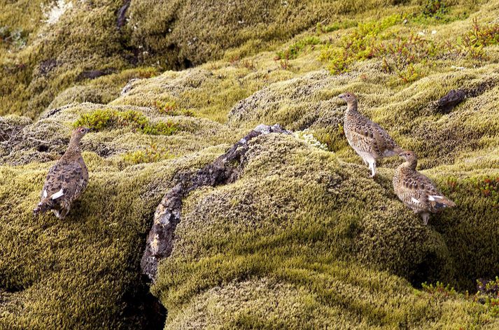 Mat Náttúrufræðistofnunar á varpstofni rjúpu er afar vítt. 