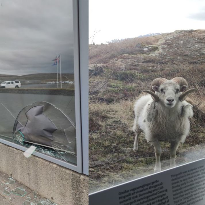 Hrúturinn glotti út í annað þegar hann virti fyrir sér skemmdirnar.