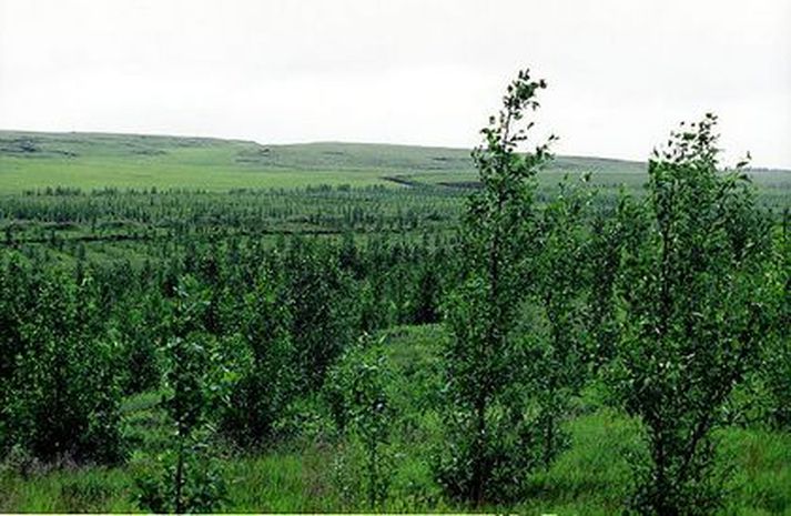 Mynd úr safni.