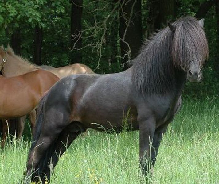 Landsmót hestamanna fer fram á Hellu. Margir afkomendur Orra frá Þúfu eru þar samankomnir ásamt eigendum sínum.