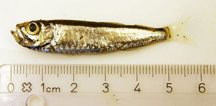 gulldepla Gulldepla er lítill fiskur af silfurfiskaætt. Hún er 5-8 sentimetra löng. Hún er miðsjávarfiskur sem finnst frá yfirborðinu niður í allt að 1.500 metra dýpi en er algengust á 150-250 metrum um nætur en við 50 metra á daginn. Hún er algengust í heittempruðum sjó í Norður- og Suður-Atlantshafi og lifir á rauðátu. Gulldepla finnst allt í kringum Ísland.