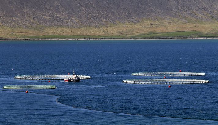 Fiskeldi er orðinn stór atvinnugrein á Vestfjörðum. Hér sjást kvíar í Patreksfirði.