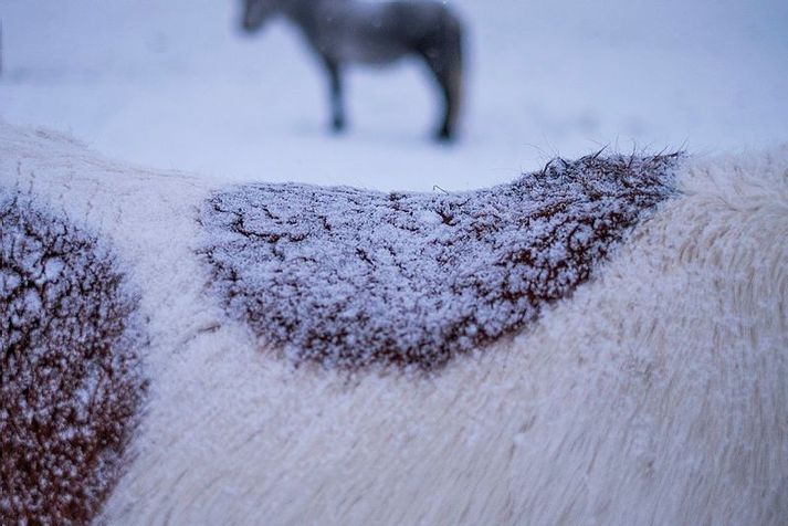 Gerðar voru úrbætur eftir að MAST gaf eigendum hrossanna áminningu.