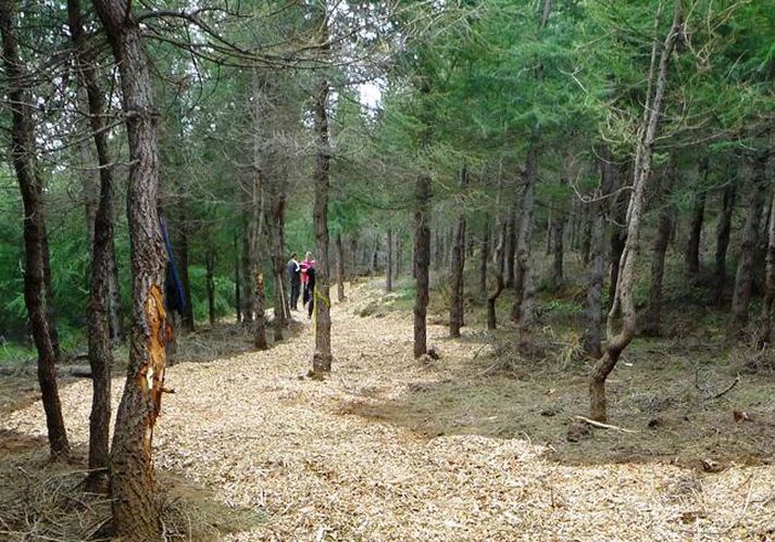 Laugalandsskógur