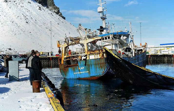 Síldveiði í Vestmannaeyjahöfn. Kap VE veiddi síld sem safnaðist í höfnina í vetur. Mikið af henni var sýkt.
fréttablaðið/óskar