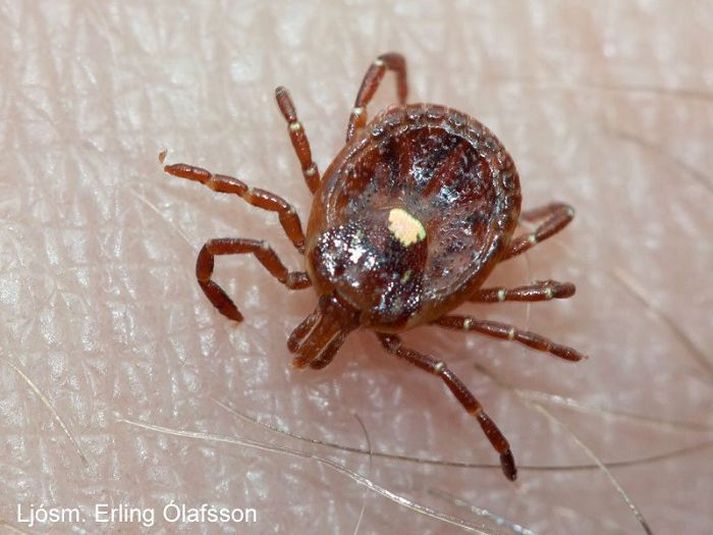 Stjörnumítill (Amblyomma americanum) er blóðsuga sem ber með sér bakteríur og veirur sem geta valdið alvarlegum sýkingum.