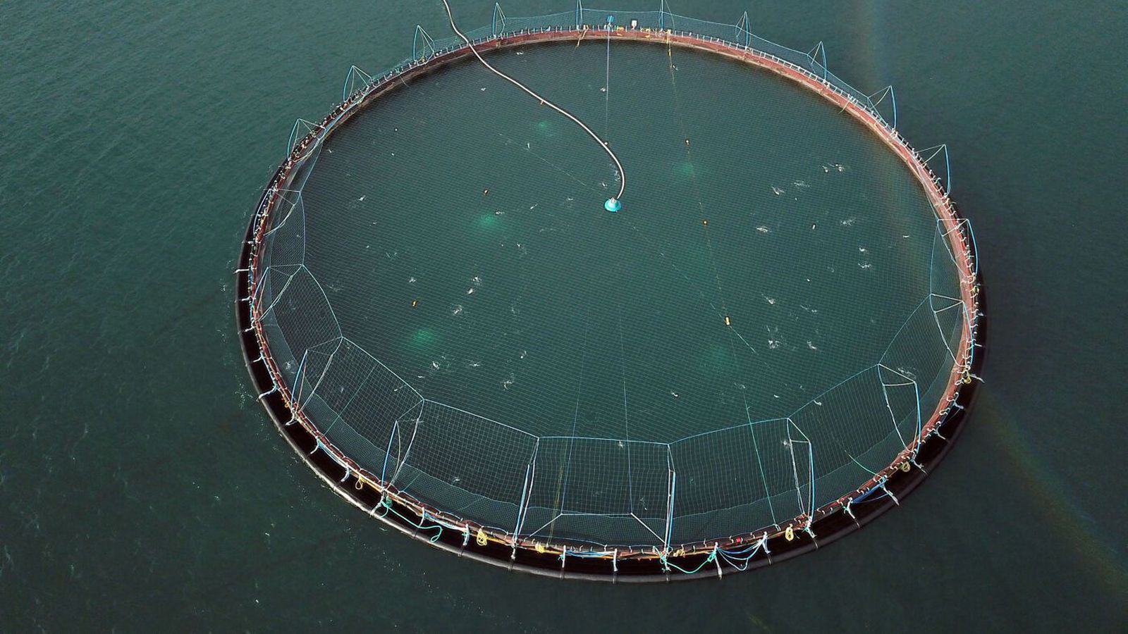 „Laxaveisla á Ís­landi“ og út­lit fyrir um­tals­verðan vöxt í fram­leiðslu