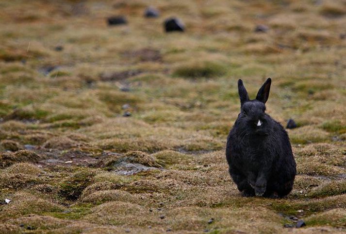 Maðurinn vildi biðja unglingana að hætta að hrekkja kanínur.
