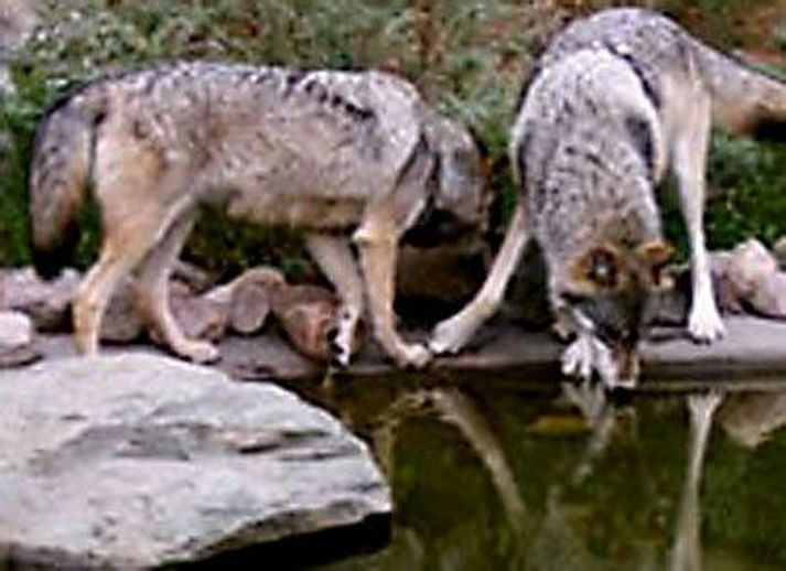Villtur úlfur í landkönnunarleiðangri. Úlfur rölti um göturnar í úthverfum Stokkhólms í gærmorgun. Hann var hinn rólegasti og lét ekkert fæla sig. Hér má sjá tvo úlfa í dýragarði. Talið er víst að úlfurinn í Stokkhólmi hafi verið villtur og einungis lagt í landkönnunarleiðangur til stórborgarinnar.