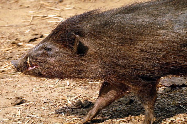 Villisvínin eru ekki góðir næturgestir eins og kom vel í ljós hjá Rottne IF.