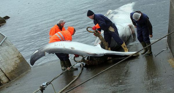 RS - Meirihlutinn vill veiða hval.