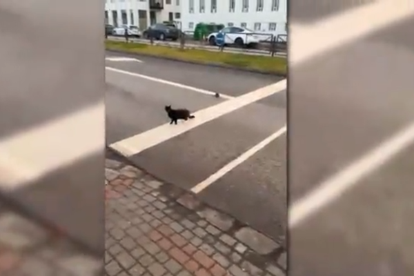 Rotta truflar umferð