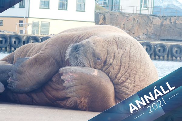 Annáll 2021 - Dýrin