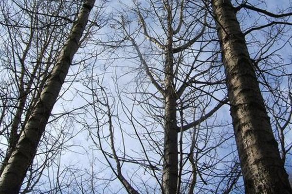 Bítið - Ekki ætti að sneiða ofan af Öspum