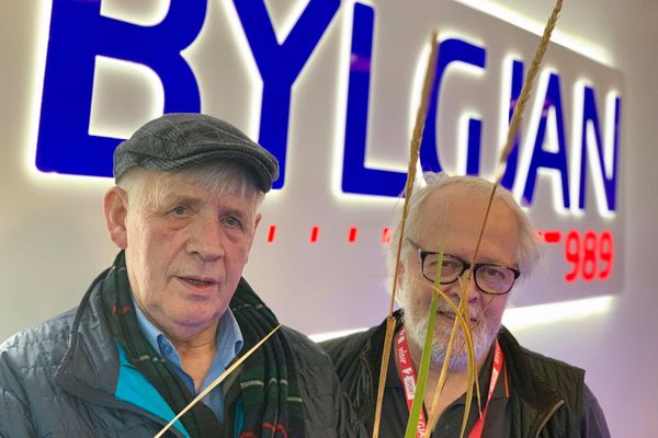 Reykjavík síðdegis - Heill akur af dúnmel í nágrenninu, Borgin fengi þau ókeypis.