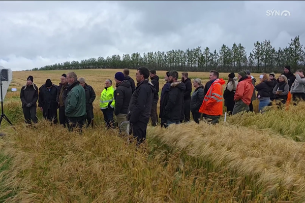 Mikill hugur í kornbændum