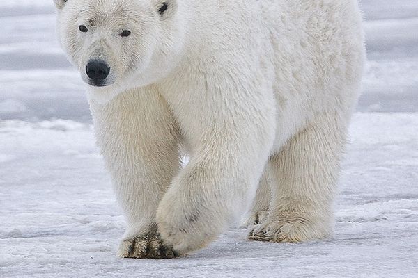 Sá hvítabjörninn fyrir utan húsið og forðaði sér inn