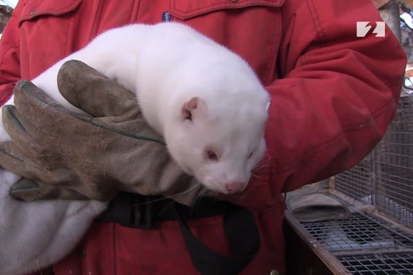 Miklir erfiðleikar hjá loðdýrabændum