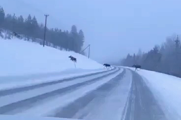 Elgir stukkku yfir veginn - Reynsluakstur í Jokkmokk