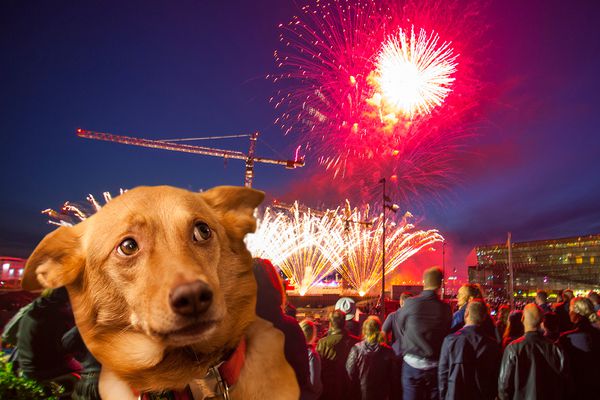 Allskonar lausnir fyrir gæludýrin fyrir áramótin