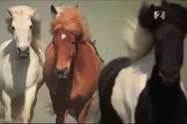 Sprettur - Saga íslenska hestsins