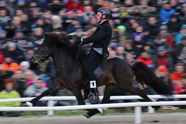 Valtýr og Jói: Viðtalið áður en formaður Landssambands hestamanna sagði af sér!