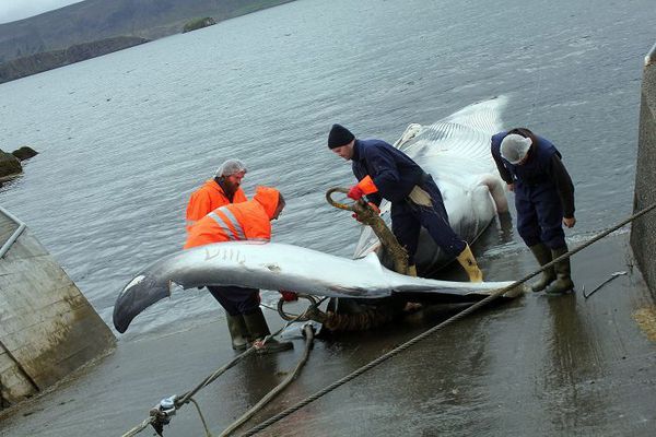 RS - Meirihlutinn vill veiða hval.