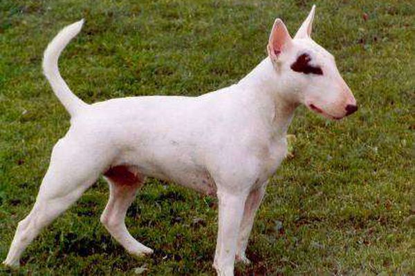 Bítið - English bull terrier hundar bannaðir á Íslandi, af hverju?