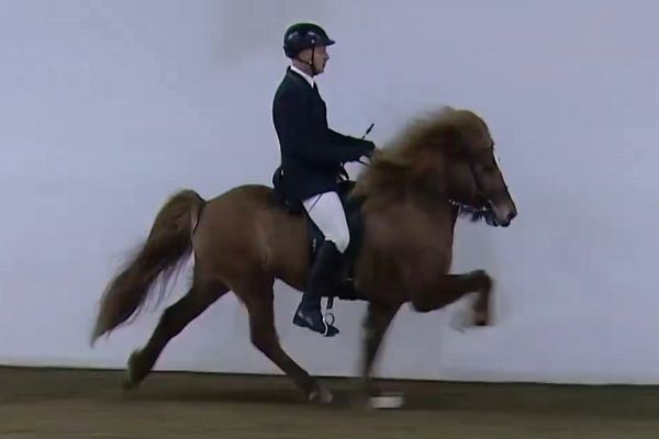 Jakob Svavar og Júlía frá Hamars­ey - Fjór­gangur - Meistara­deild í hesta­í­þróttum