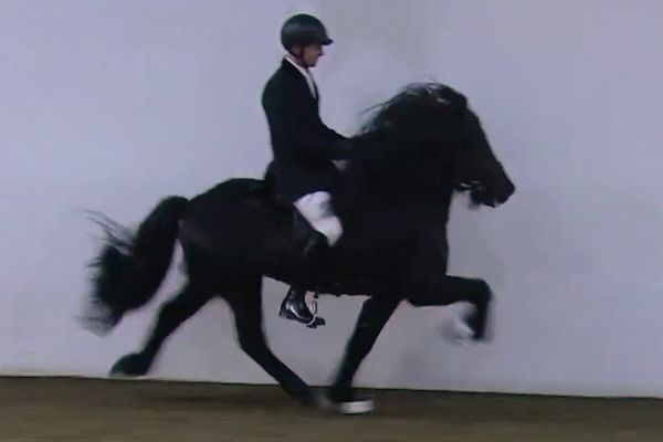 Guð­mundur F. á Straumi frá Feti - Fjór­gangur - Meistara­deild í hesta­í­þróttum