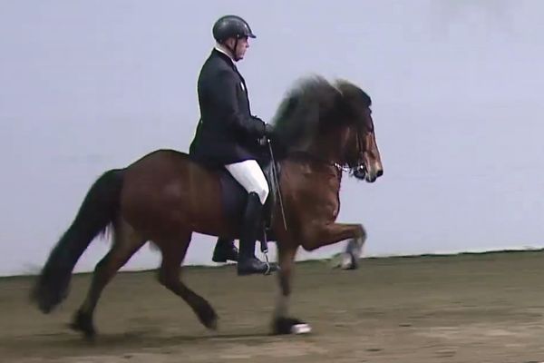 Bergur Jóns­son á Kötlu frá Ketils­stöðum - Fjór­gangur - Meistara­deild í hesta­í­þróttum