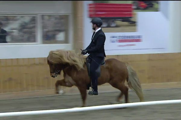 Knapar laumast til að spegla sig - Meistaradeild Cintamani