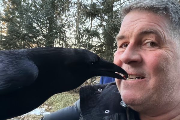 Dimma frægasti hrafn landsins er fundinn